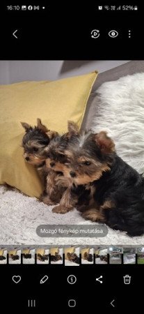 Yorki