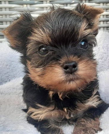 Yorkshire terrier