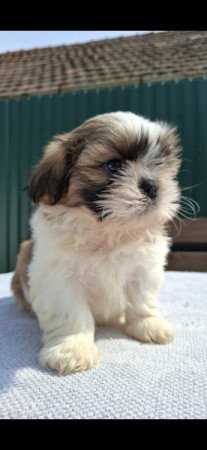 Shih-tzu