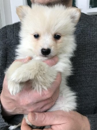 Spicc, Spitz
