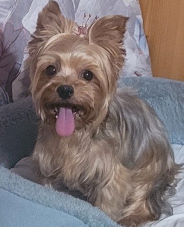 Yorki