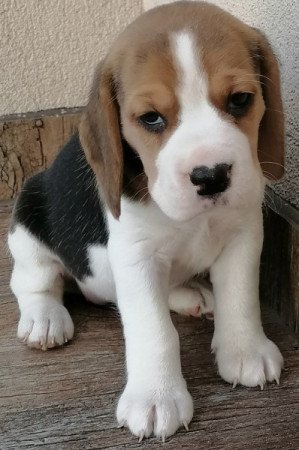 Beagle