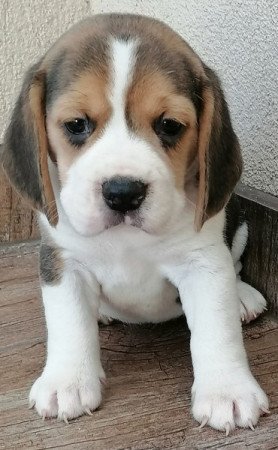 Beagle