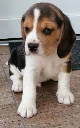 Beagle