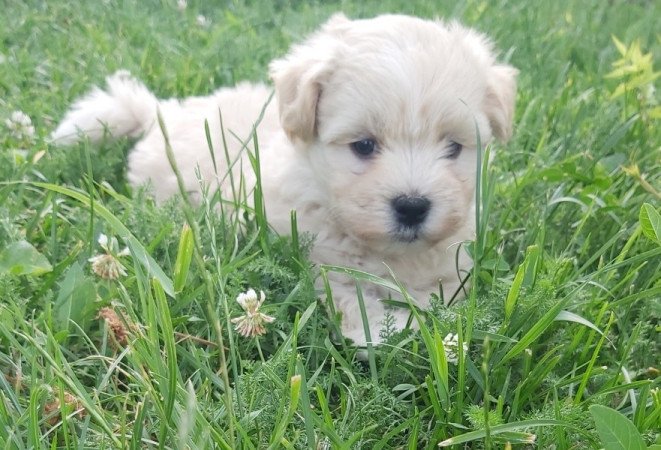 Bichon Havanese