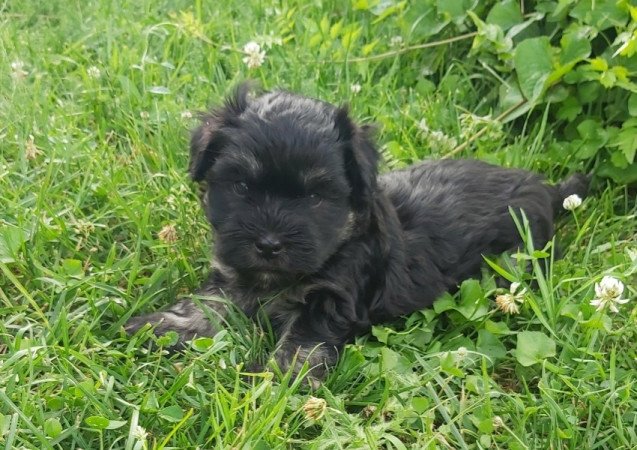 Bichon Havanese