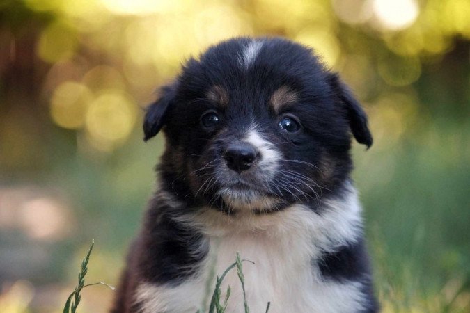 Border Collie