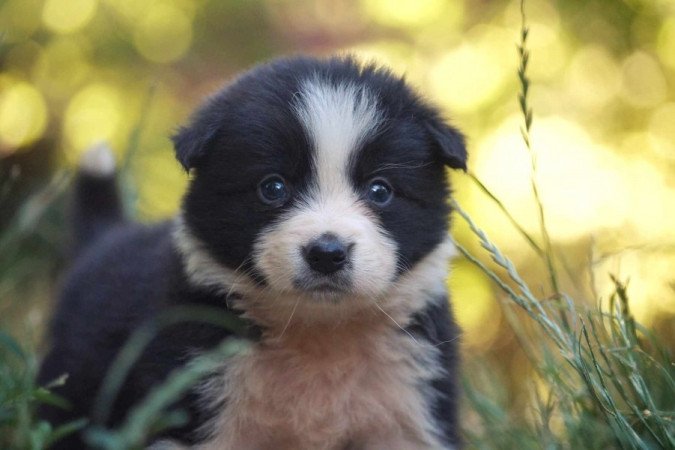 Border Collie