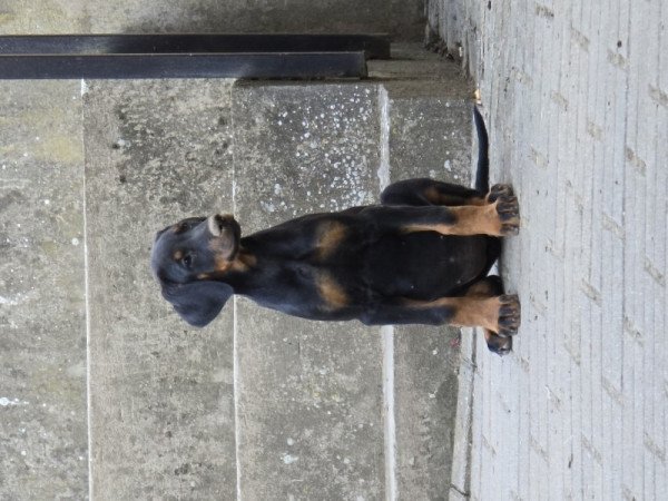 Dobermann