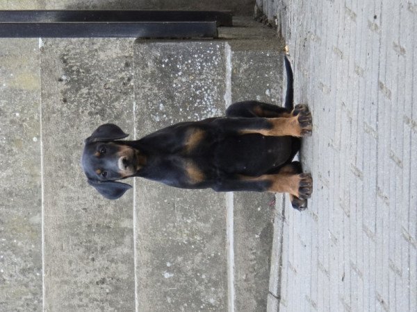 Dobermann