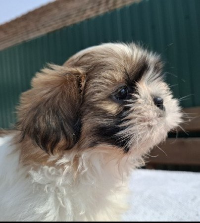 Shih-tzu