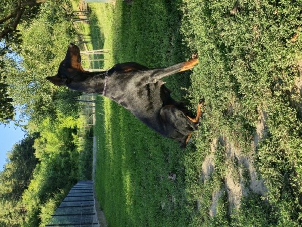 Dobermann