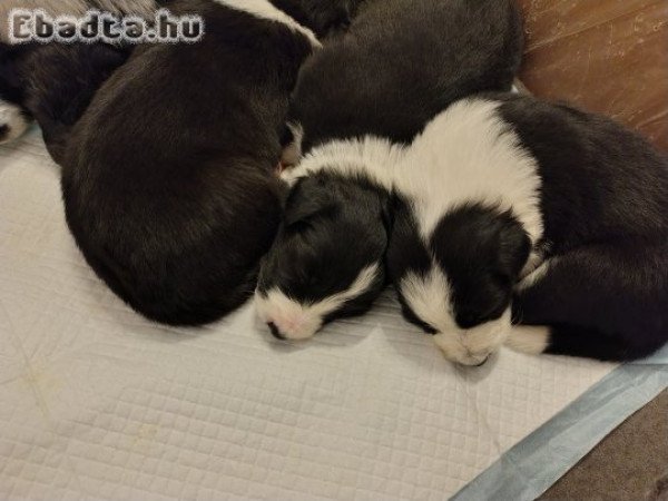 Border Colli fajta jellegű kiskutyák