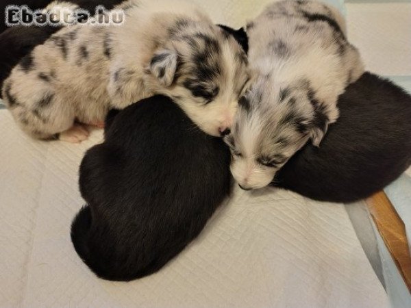 Border Colli fajta jellegű kiskutyák