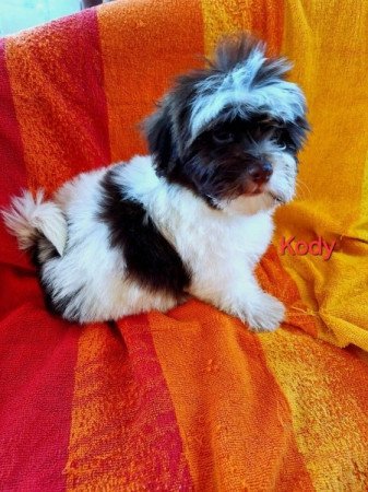 Bichon havanese