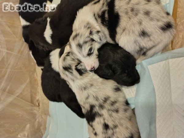 Border Colli fajta jellegű kiskutyák