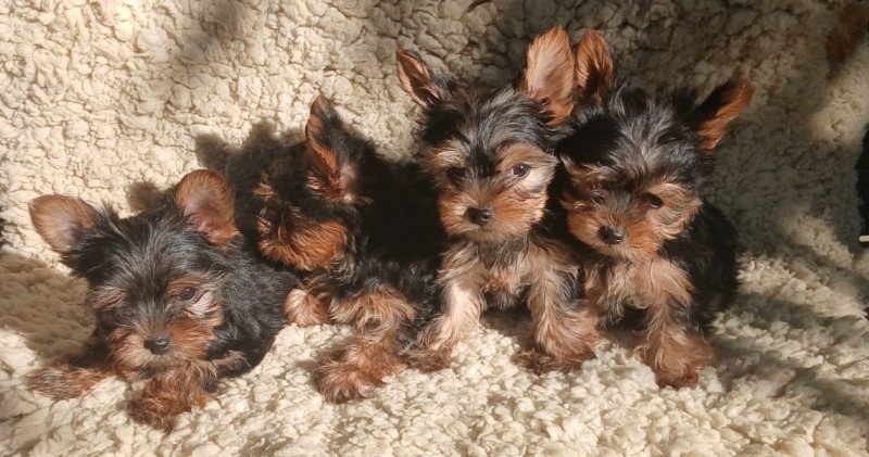 Yorkshire terrier