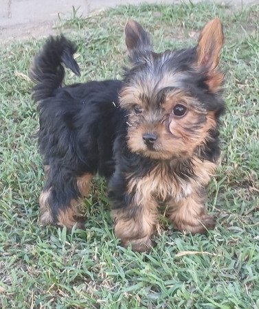 Yorkshire terrier