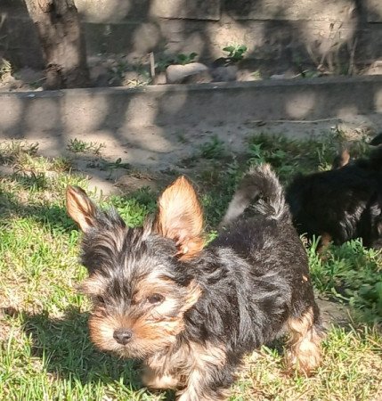 Yorkshire terrier