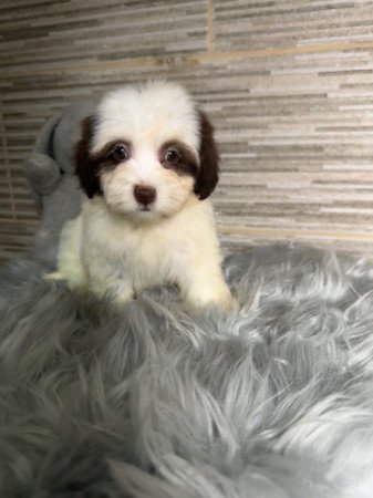 Bichon Havanese