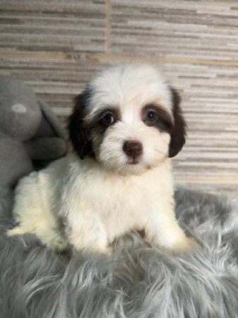 Bichon Havanese