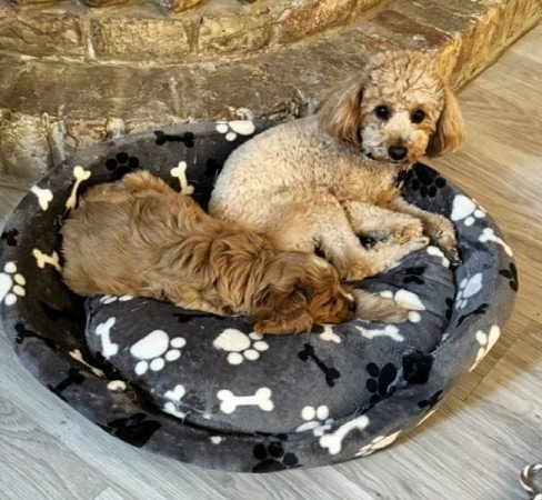 Cavapoo