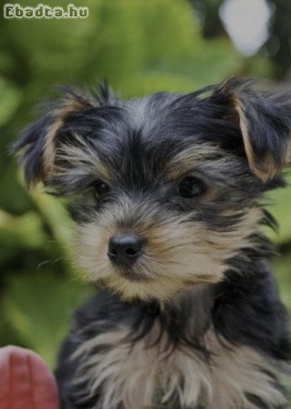 Yorkshire terrier kan kölyök