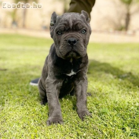 Cane Corso kölykök egészsége