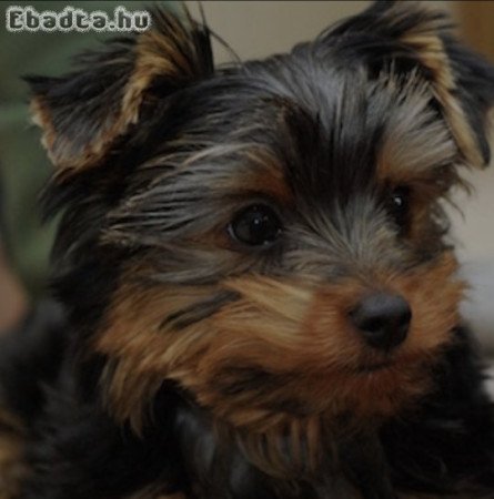 Yorkshire terrier kan kölyök