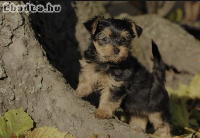 Yorkshire terrier kan kölyök