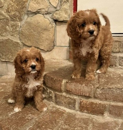 Cavapoo