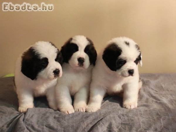 Szent Bernáthegyi kiskutyák