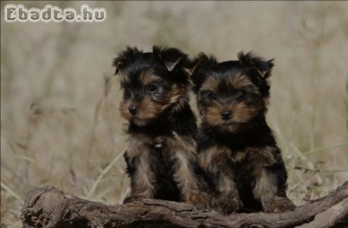 Yorkshire terrier kan kölyök