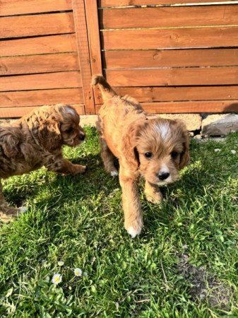 Cavapoo