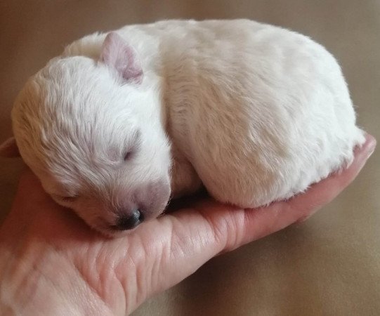 Bichon havanese