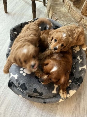 Cavapoo