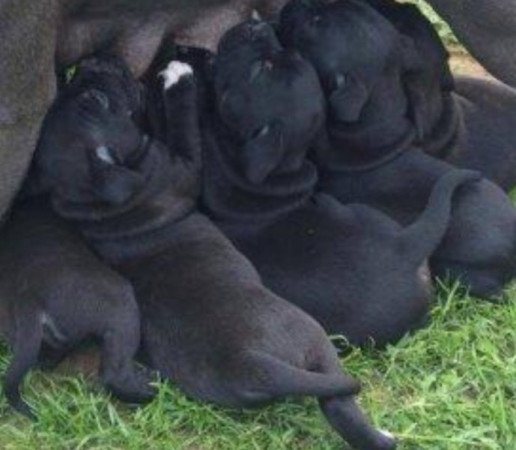 Staffordshire terrier