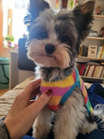 Yorki