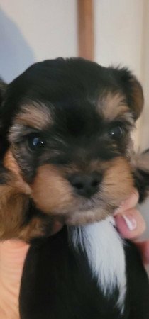 Yorki