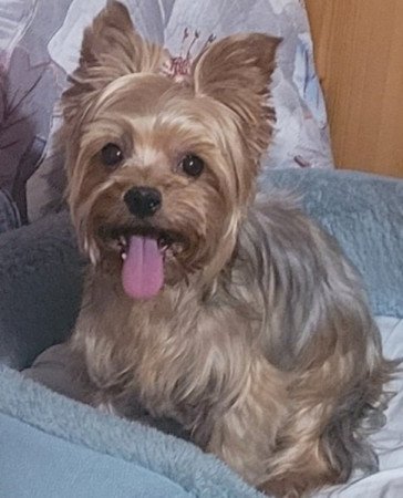 Yorki