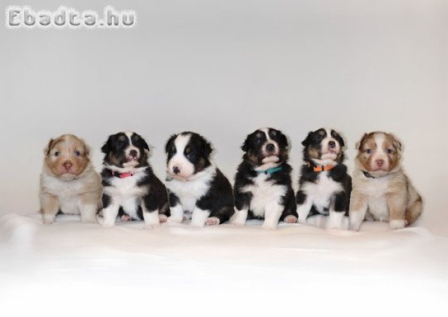 Ausztrál juhászkutya