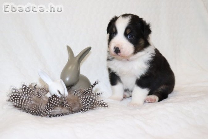 Ausztrál juhászkutya