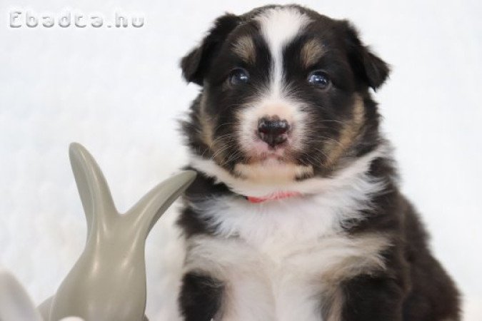 Ausztrál juhászkutya