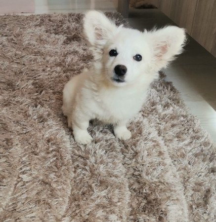 Máltai selyem