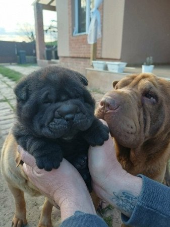 Shar pei sharpei
