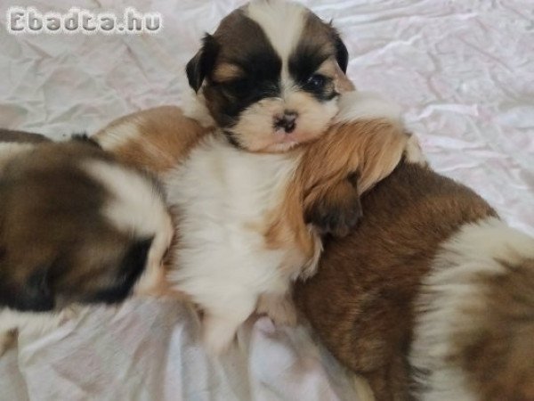shih-tzu kölyök. Kutyák eladók