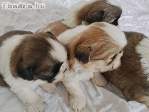 shih-tzu kölyök. Kutyák eladók