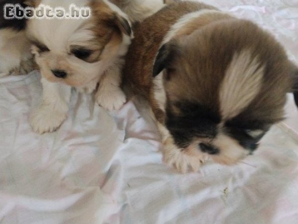 shih-tzu kölyök. Kutyák eladók