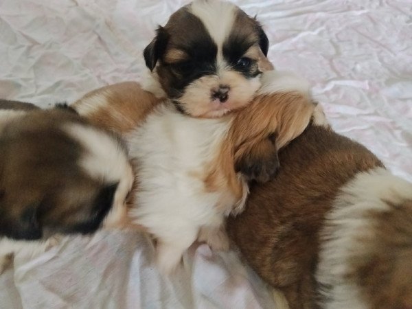 shih-tzu