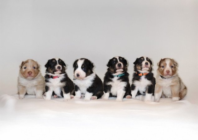 Ausztrál juhászkutya